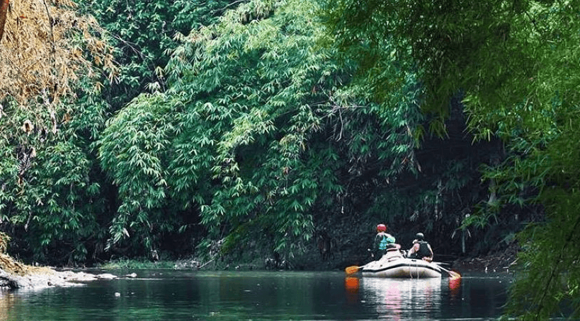 Penanaman Saung Bambon