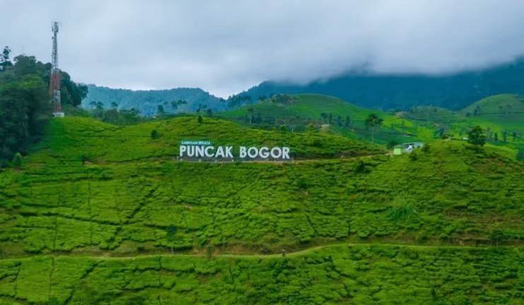Replanting Perkebunan - Puncak Bogor