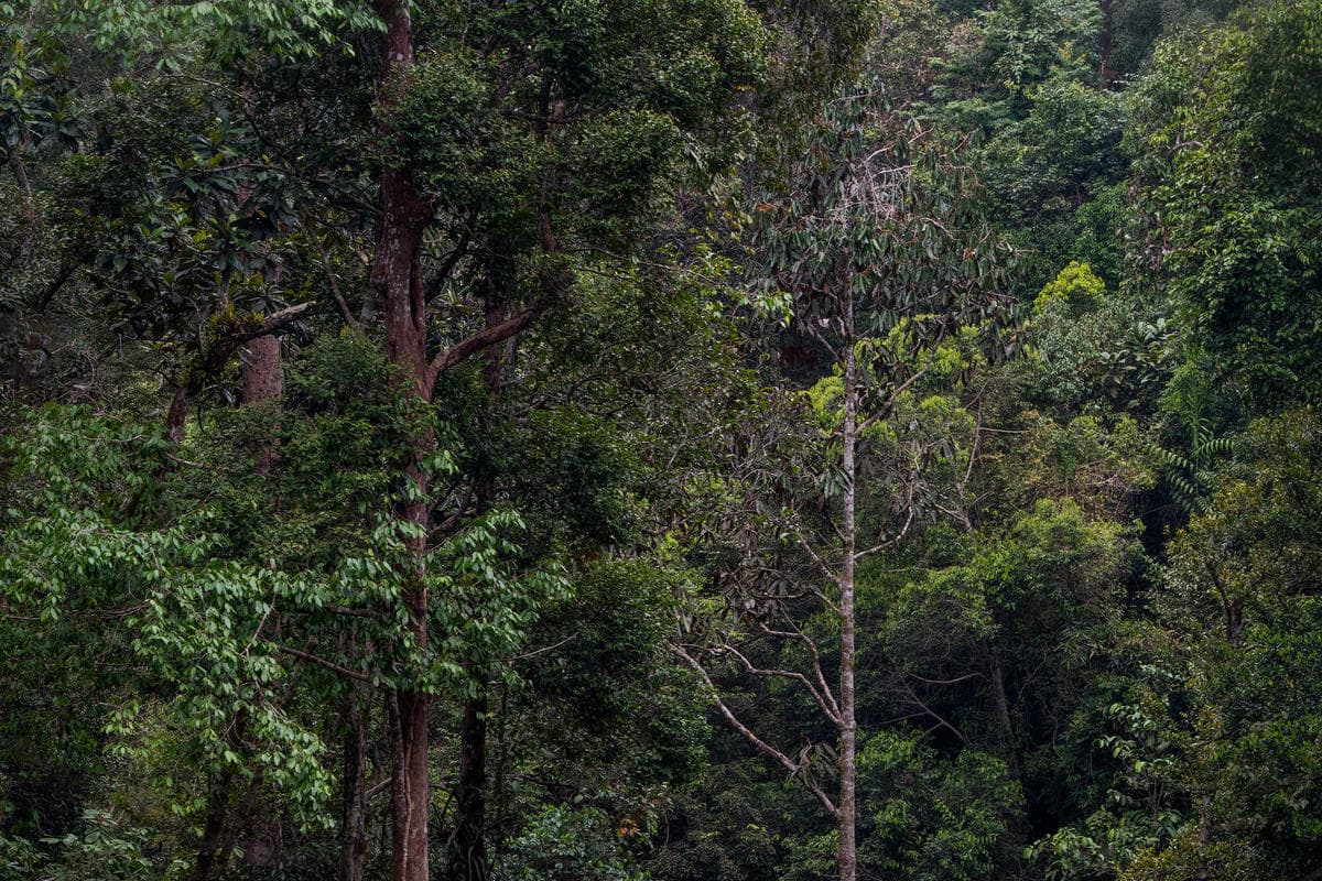 Dengan Hati Untuk Bukit Tigapuluh