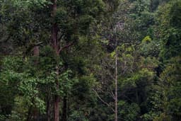 Dengan Hati Untuk Bukit Tigapuluh